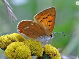 Attēlu rezultāti vaicājumam “Lycaena virgaureae”