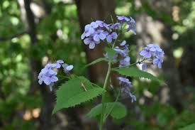 Attēlu rezultāti vaicājumam “Lunaria rediviva leaf”