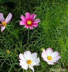 Image result for Schmuckkörbchen