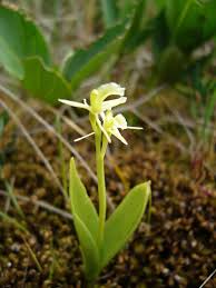 Attēlu rezultāti vaicājumam “Liparis loeselii flower”