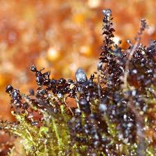 Attēlu rezultāti vaicājumam “Gymnocolea inflata”