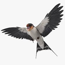 Attēlu rezultāti vaicājumam “Hirundo rustica”