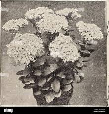 Attēlu rezultāti vaicājumam “Sedum acre fruit”