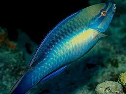 Image result for Scarus trispinosus