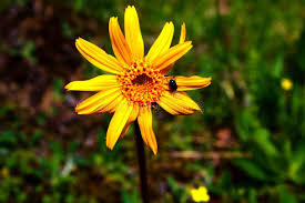 Image result for Arnika