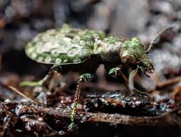 Attēlu rezultāti vaicājumam “Elaphrus cupreus”