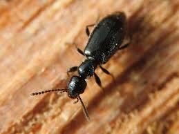 Attēlu rezultāti vaicājumam “Anthicidae”