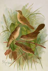 Image result for Locustella lanceolata