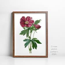 Image result for Stockrose