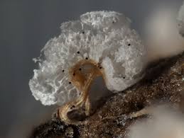 Attēlu rezultāti vaicājumam “Badhamia melanospora spores”