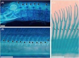 Image result for Lethenteron camtschaticum