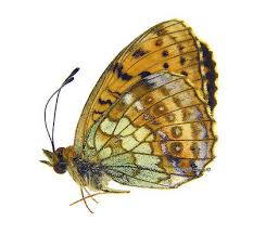 Attēlu rezultāti vaicājumam “Brenthis ino”