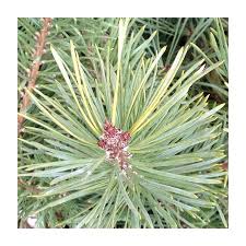 Attēlu rezultāti vaicājumam “Pinus sylvestris leaf”