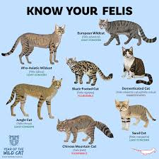 Attēlu rezultāti vaicājumam “Felis silvestris catus”