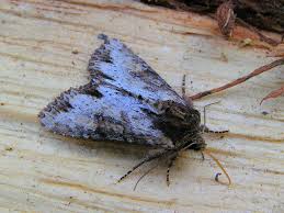 Attēlu rezultāti vaicājumam “Apamea epomidion”