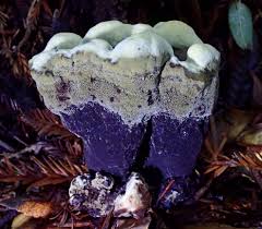 Attēlu rezultāti vaicājumam “Hydnellum sp.”