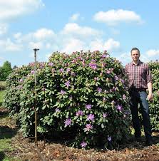 Attēlu rezultāti vaicājumam “Rhododendron catawbiense”