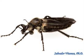 Attēlu rezultāti vaicājumam “Bibionidae female”