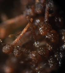 Attēlu rezultāti vaicājumam “Melanospora lagenaria”