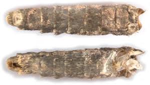 Attēlu rezultāti vaicājumam “Hypochalcia ahenella”