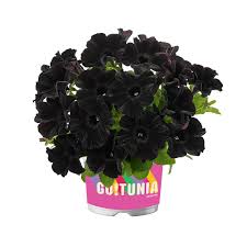 Image result for Petunia