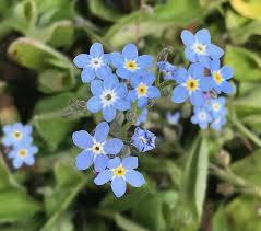 Image result for Myosotis sylvatica