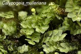 Attēlu rezultāti vaicājumam “Plagiochila porelloides sporophyte”