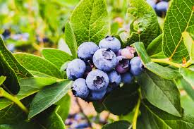 Attēlu rezultāti vaicājumam “Vaccinium myrtillus fruit”