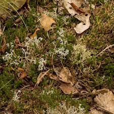 Attēlu rezultāti vaicājumam “Cladonia rangiferina”