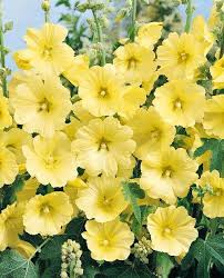 Image result for Alcea rugosa