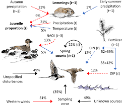 Attēlu rezultāti vaicājumam “Clangula hyemalis”