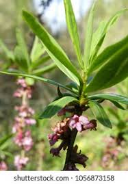 Attēlu rezultāti vaicājumam “Daphne mezereum leaf”
