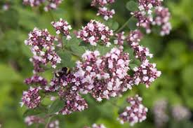 Attēlu rezultāti vaicājumam “Origanum majorana flower”