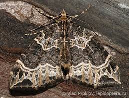 Attēlu rezultāti vaicājumam “Ecliptopera silaceata”