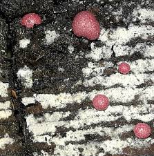 Attēlu rezultāti vaicājumam “Lycogala roseosporum”