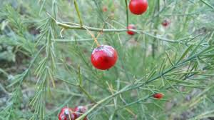 Attēlu rezultāti vaicājumam “Asparagus officinalis fruit”