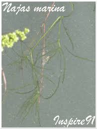 Attēlu rezultāti vaicājumam “Najas marina”