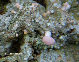 Attēlu rezultāti vaicājumam “Dibaeis baeomyces”