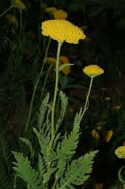 Image result for Achillea filipendulina