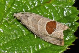 Attēlu rezultāti vaicājumam “Notocelia uddmanniana”