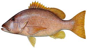 Image result for Lutjanus jocu