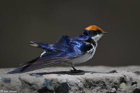 Attēlu rezultāti vaicājumam “Hirundinidae”