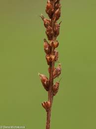 Attēlu rezultāti vaicājumam “Plantago major subsp. intermedia”