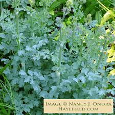 Attēlu rezultāti vaicājumam “Thalictrum flavum flower”