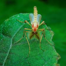 Attēlu rezultāti vaicājumam “Chironomidae imago”