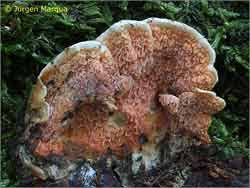 Attēlu rezultāti vaicājumam “Leucogyrophana mollusca”