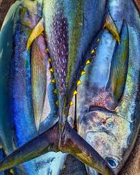Image result for Thunnus albacares