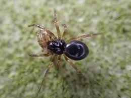 Attēlu rezultāti vaicājumam “Linyphiidae”
