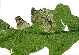 Attēlu rezultāti vaicājumam “Eriocraniidae”