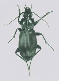 Attēlu rezultāti vaicājumam “Pterostichus niger”